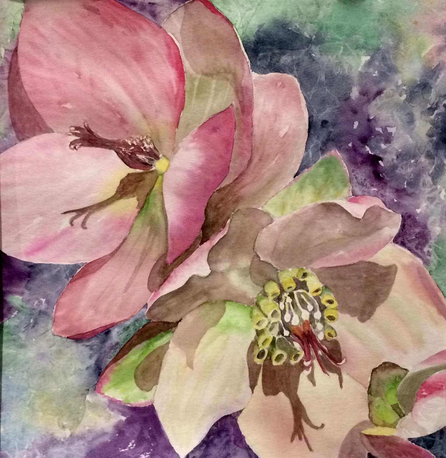 HELLEBORUS 1 by Bonnie Hastings