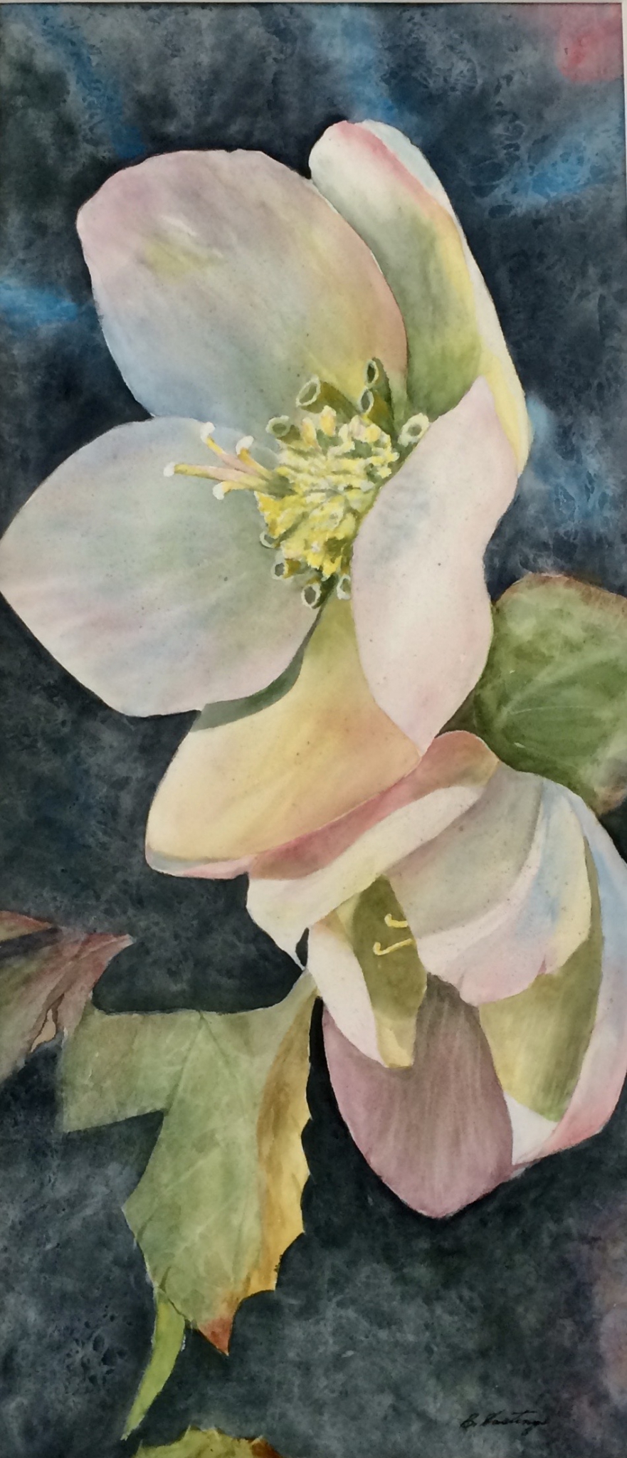 HELLEBORUS 2 by Bonnie Hastings