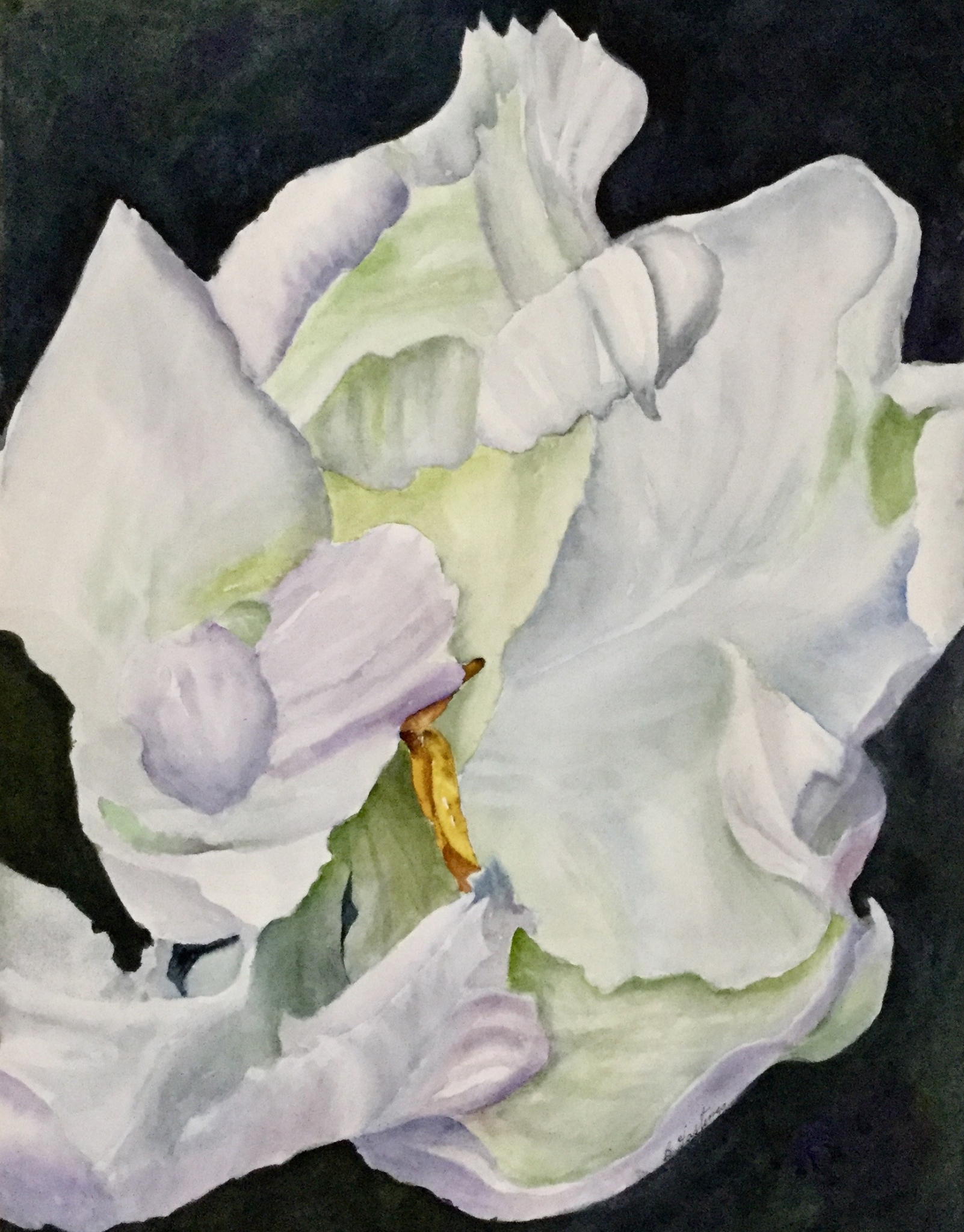 PARROT TULIP by Bonnie Hastings