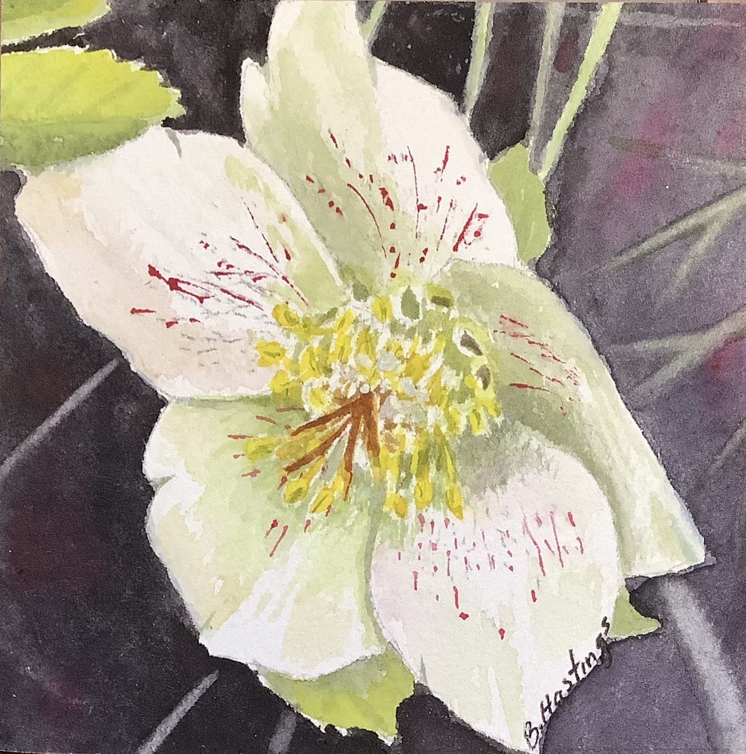 Helleborus by Bonnie Hastings