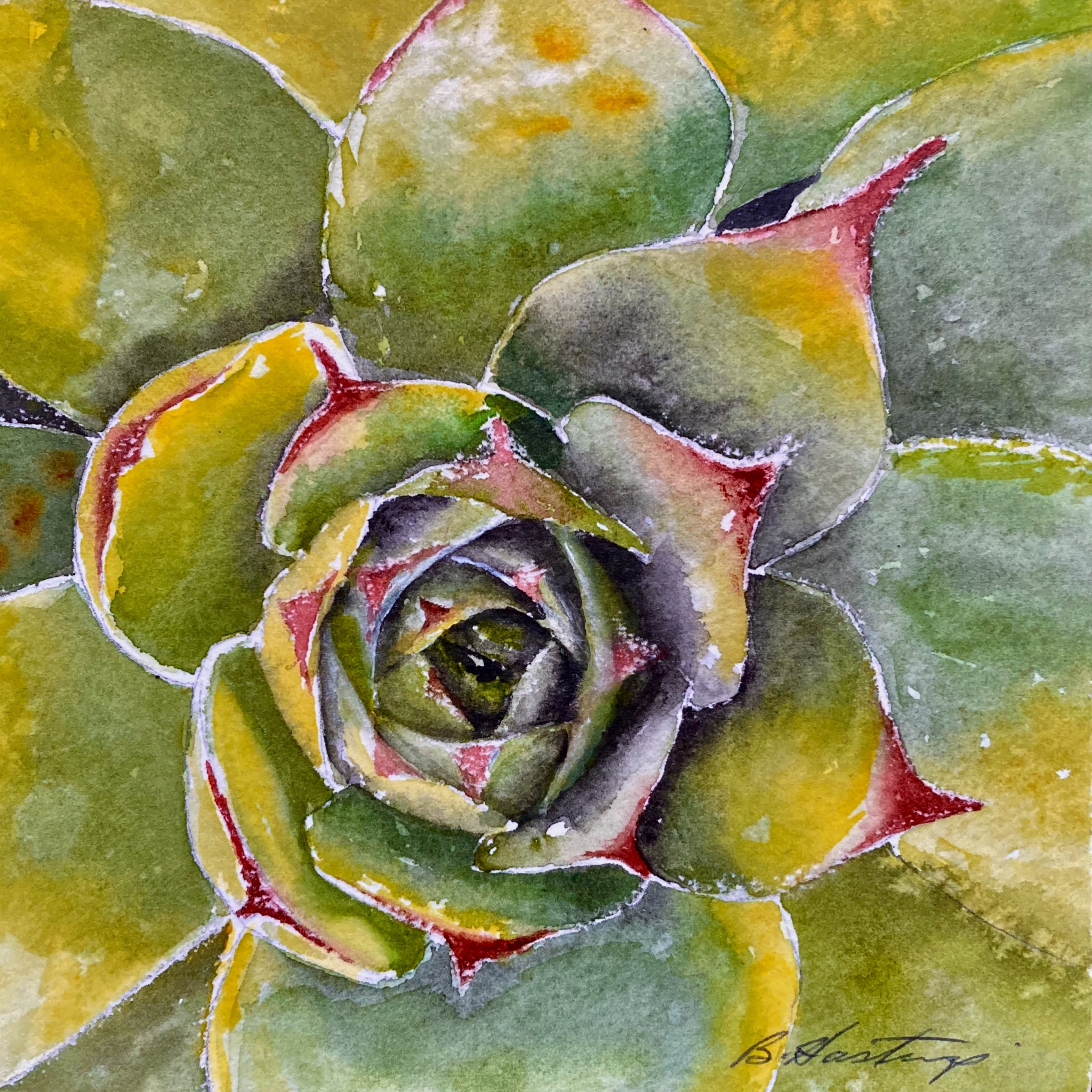 Sempervivum by Bonnie Hastings