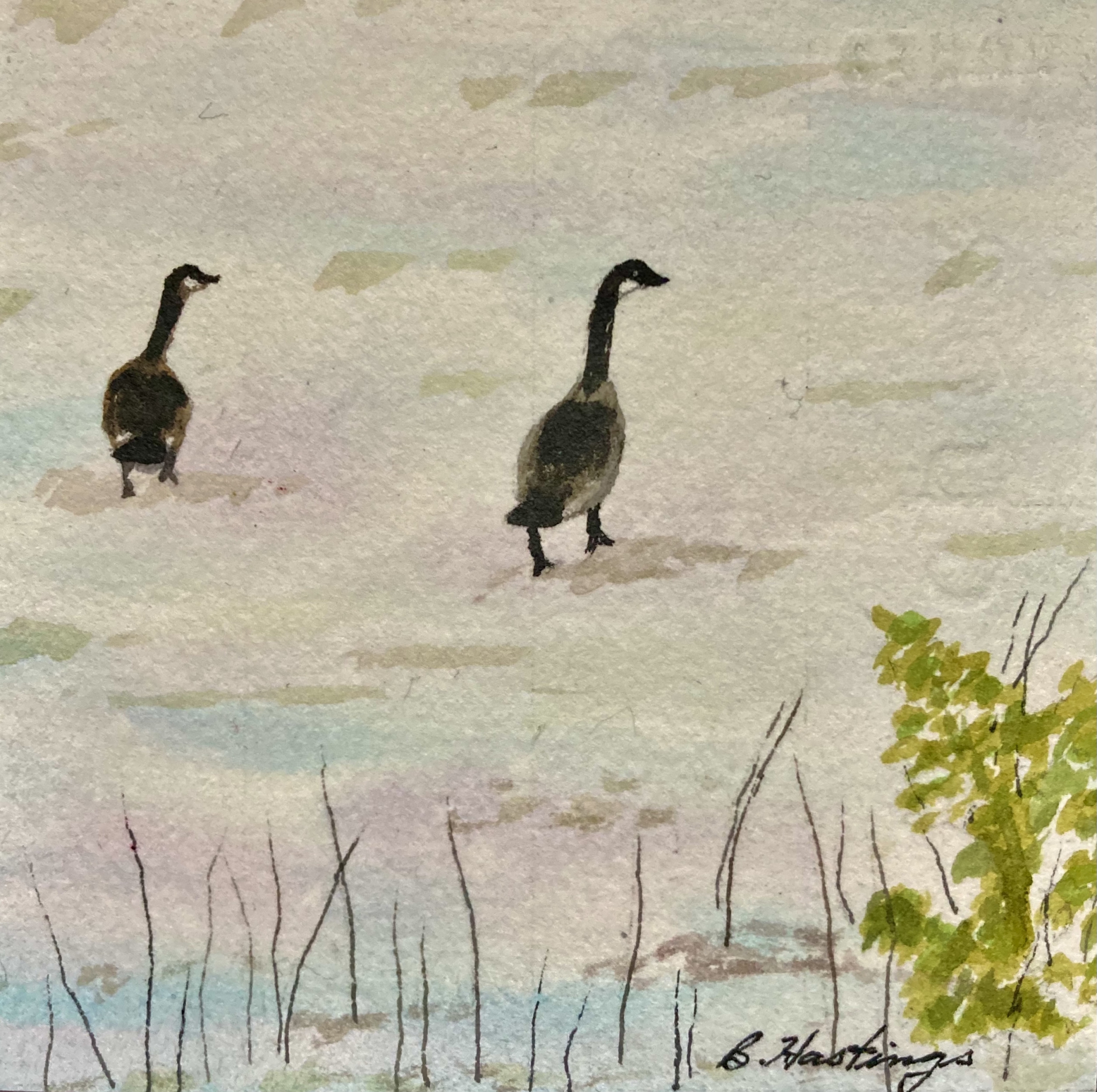 Click here to view Wildlife artwork by Bonnie Hastings