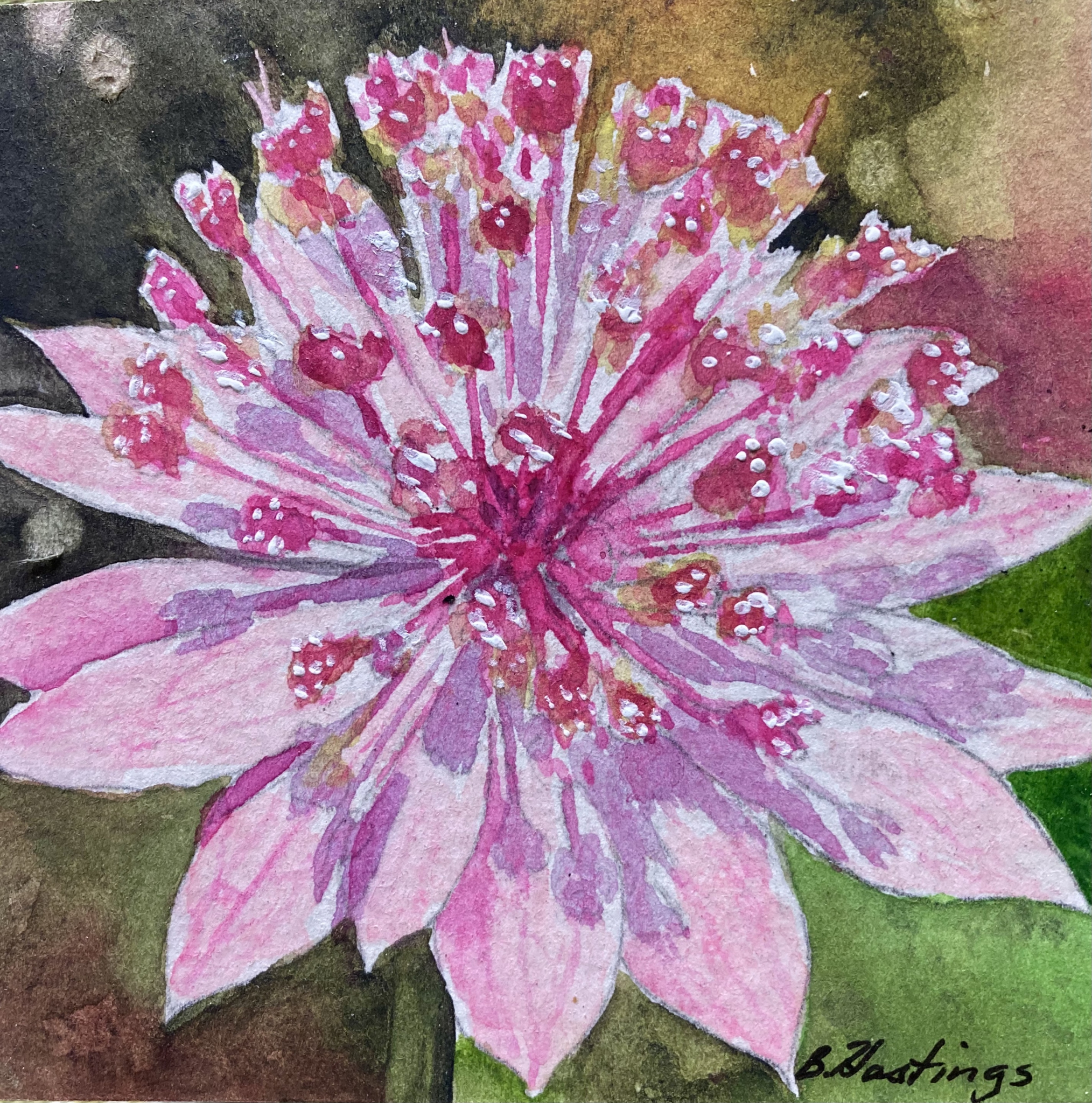 Astrantia by Bonnie Hastings