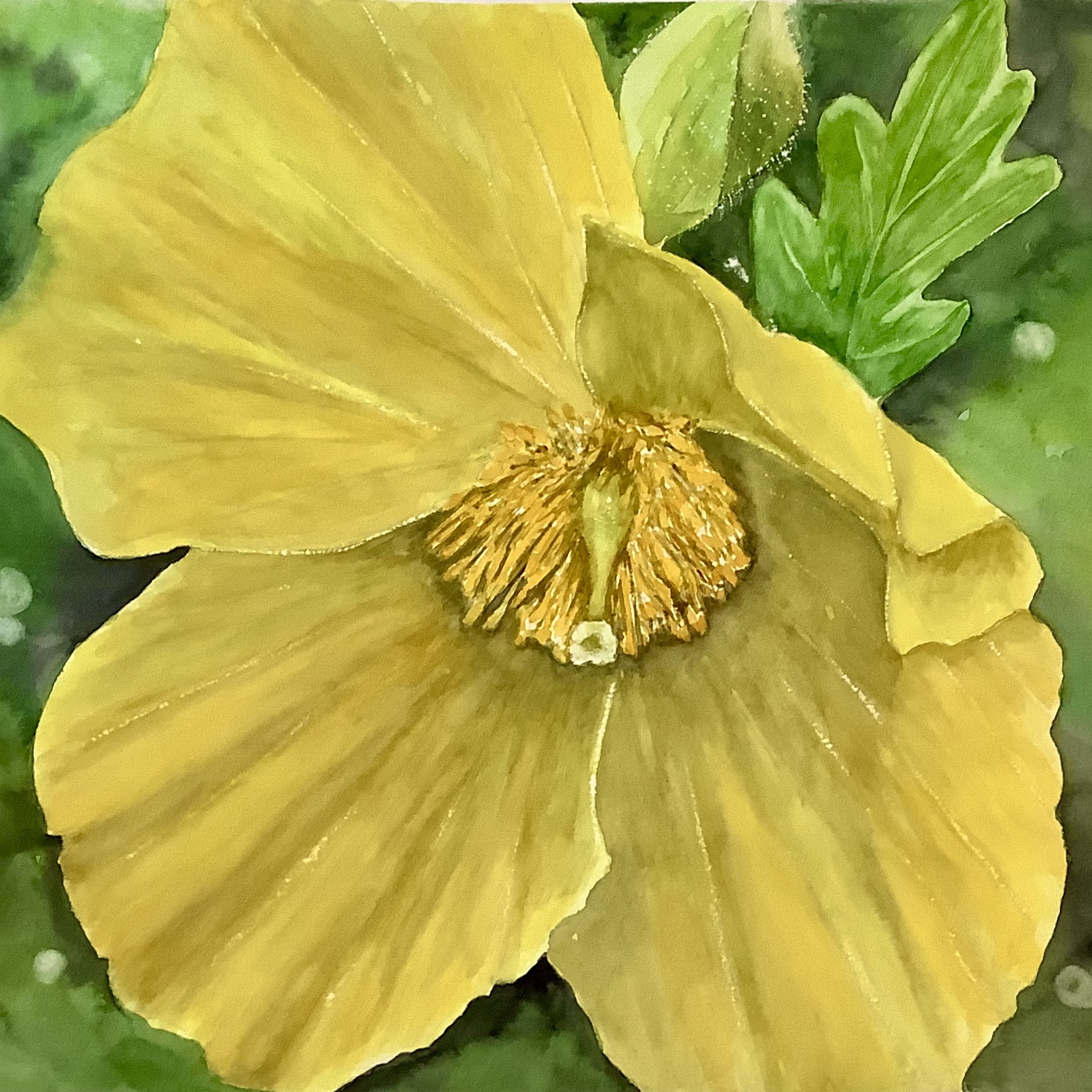 Celandine Poppy 2 by Bonnie Hastings
