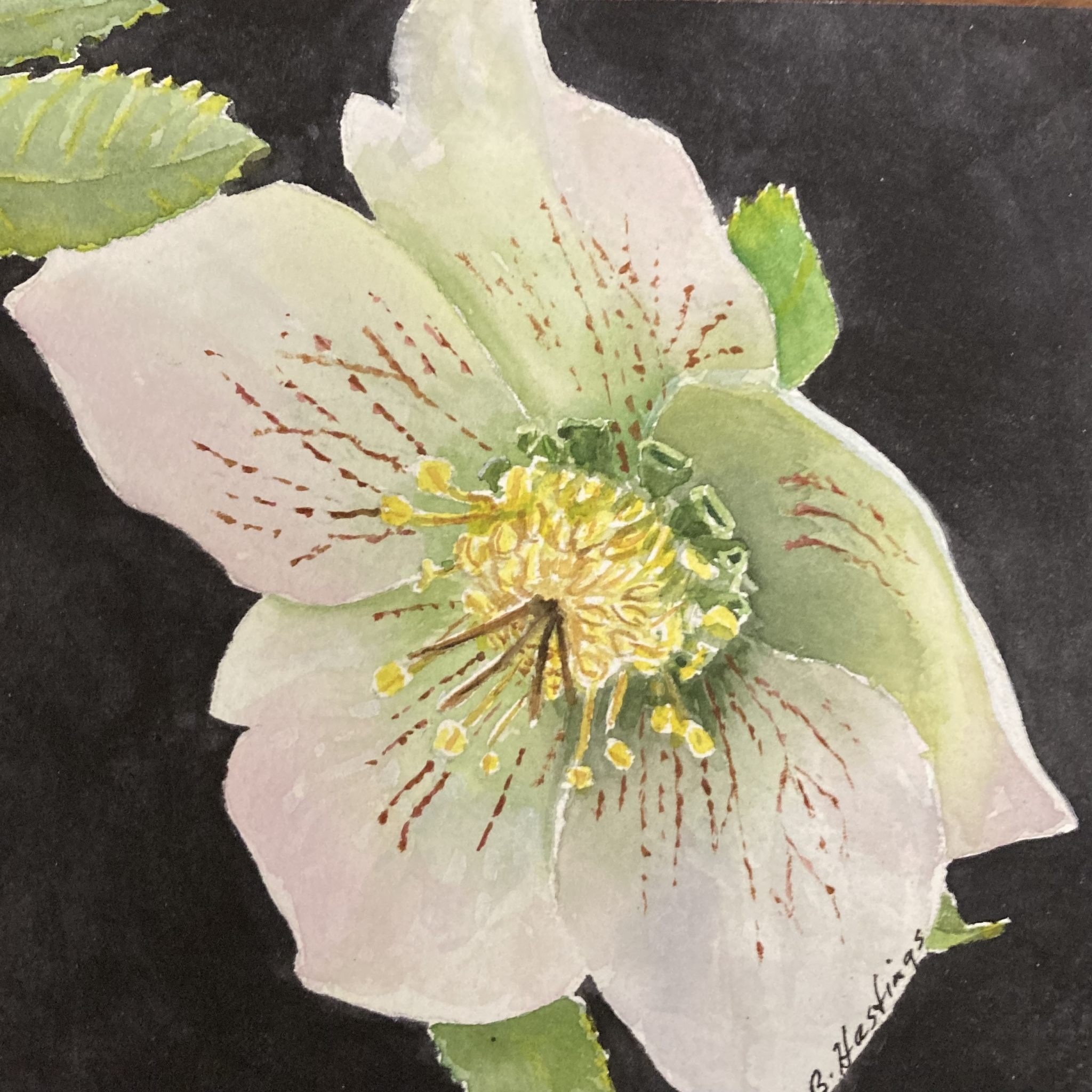 Lenton Rose by Bonnie Hastings