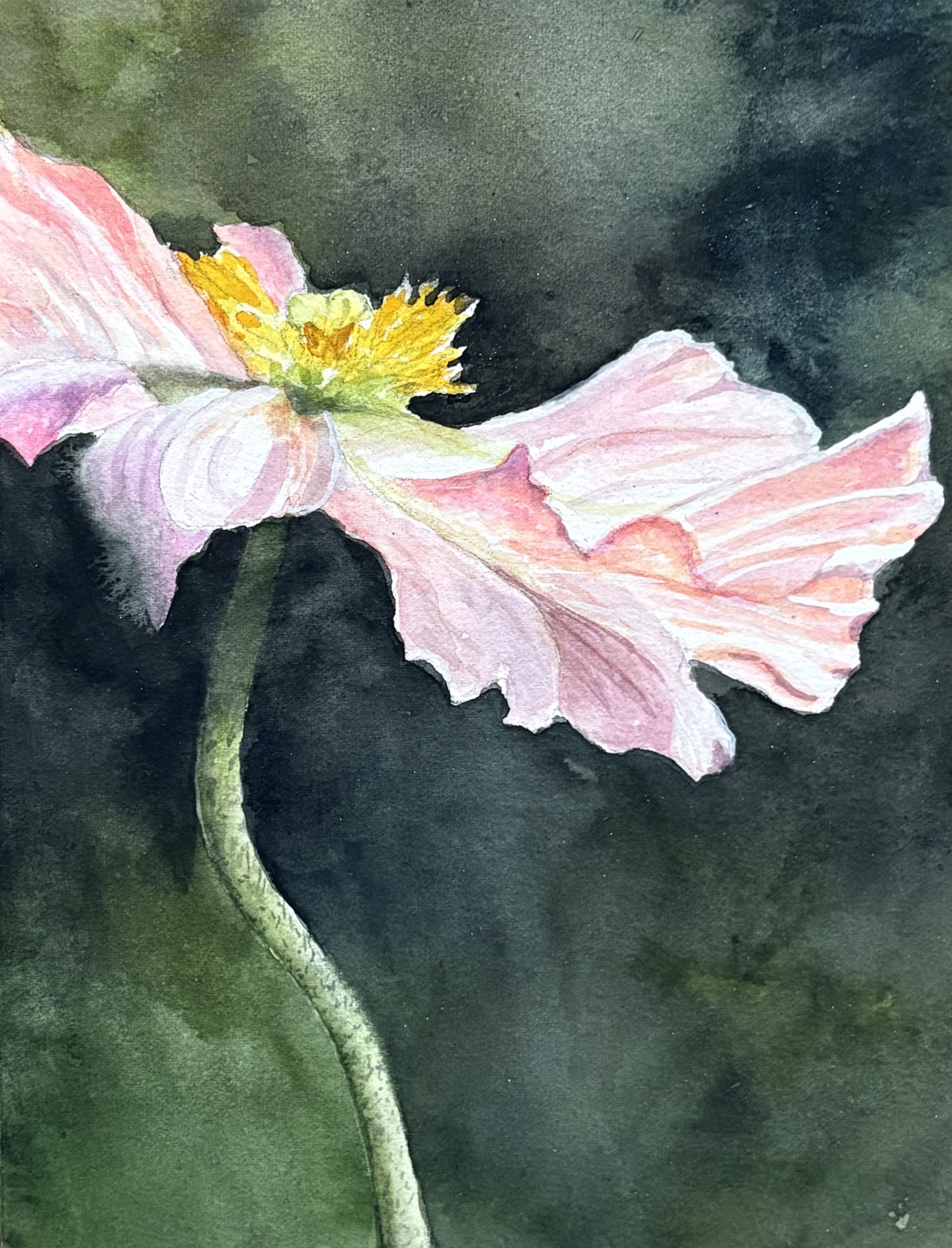 Pink Ruffles by Bonnie Hastings